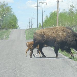 Bison and calf on Memorial Day