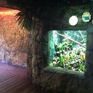 Emrald tree boa display