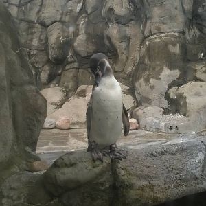 penguin coast