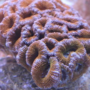 Acan coral