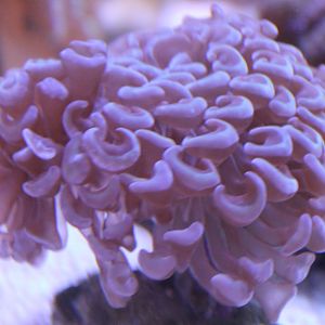 Hammer coral