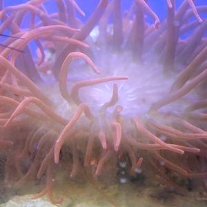 Long tentacled anemone