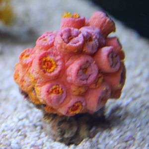 Sun coral