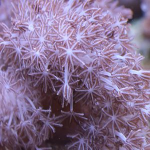 Sea anemone id