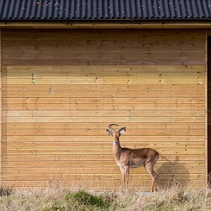 Impala : Whipsnade : 01 Mar 2015