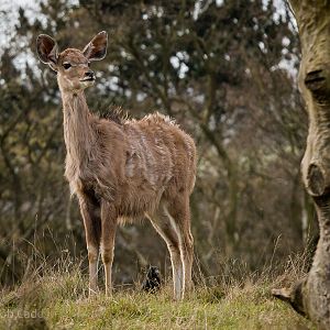 Greater kudu : Whipsnade : 01 Mar 2015