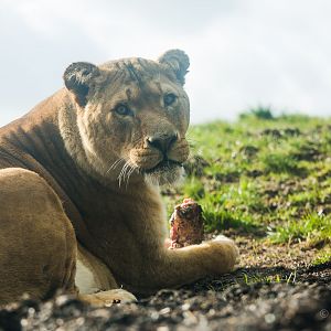 Lion : Whipsnade : 01 Mar 2015