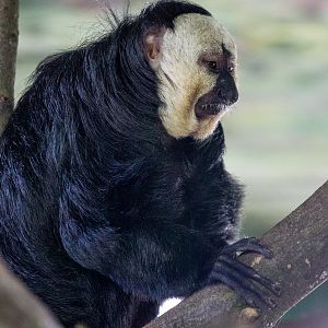 White-faced saki : Whipsnade : 01 Mar 2015