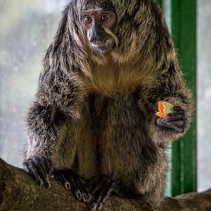 White-faced saki : Whipsnade : 01 Mar 2015