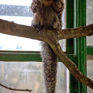 White-faced saki : Whipsnade : 01 Mar 2015