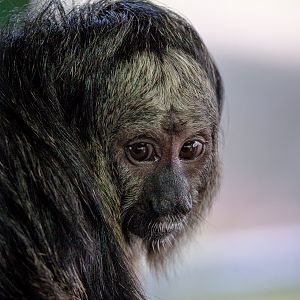 White-faced saki : Whipsnade : 01 Mar 2015