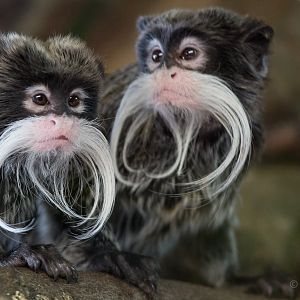 Emperor tamarin : Whipsnade : 01 Mar 2015