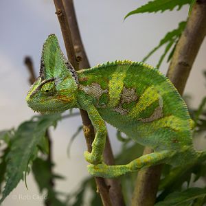 Veiled chameleon : Whipsnade : 01 Mar 2015