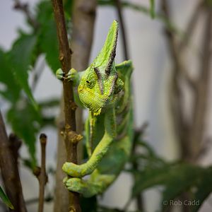 Veiled chameleon : Whipsnade : 01 Mar 2015