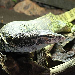 Water monitor