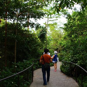 Squirrel Monkey Forest
