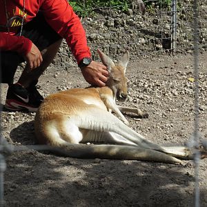 Walkthrough kangaroo enclosure, March 2015
