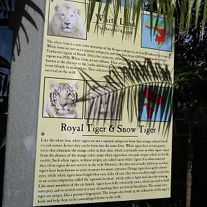 White lion and tiger signs, March 2015
