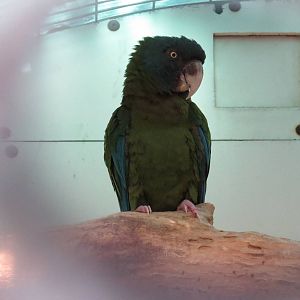 Blue-headed macaw, March 2015