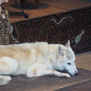 Wolf in the show, March 2015