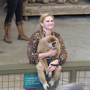 Gibbon in the show, March 2015