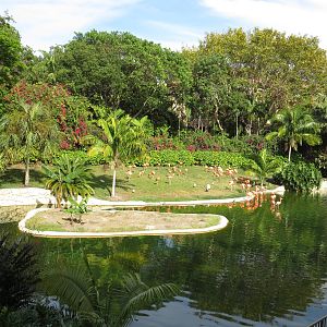 Flamingo lake, March 2015