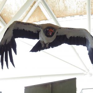 King vulture in flight, March 2015