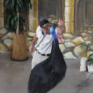Cassowary jumping in show, March 2015