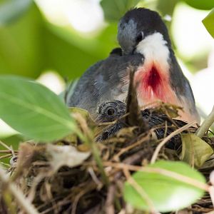Bleeding-Heart Dove Chick