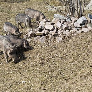 Warthog mother and piglets