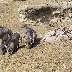 Warthog piglets