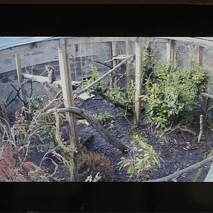 Scottish wildcat CCTV