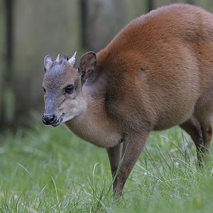 Natal red duiker