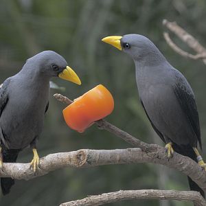 Scissor-billed starlings + tomato