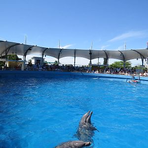 Top deck dolphin show, March 2015
