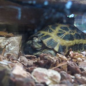 Spider tortoise, March 2015