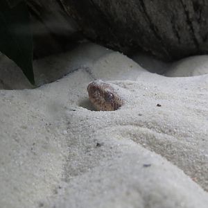 Kenyan sand boa, March 2015