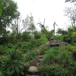 Gorilla exhibit, March 2015