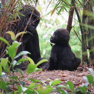 Baby gorilla, March 2015
