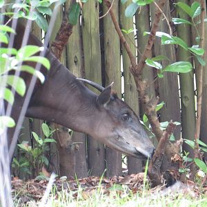 Yellow-backed duiker, March 2015