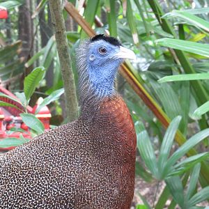 Great argus pheasant, March 2015