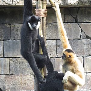 White-cheeked gibbon family, March 2015