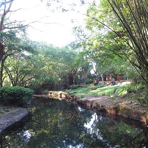 Okapi enclosure - Kilimanjaro safaris, March 2015