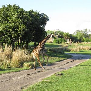 Galloping giraffe - Kilimanjaro safaris, March 2015