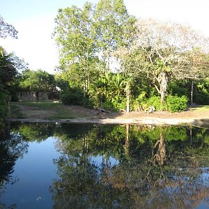 Bull elephant enclosure - Kilimanjaro safaris, March 2015