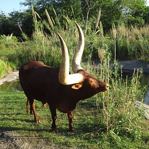 Ankole cattle - Kilimanjaro safaris, March 2015
