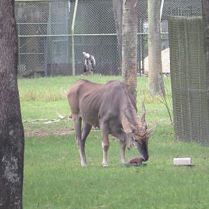 Patterson's eland, March 2015