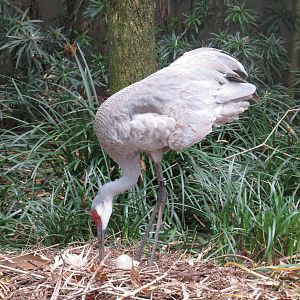 Sandhill crane, March 2015