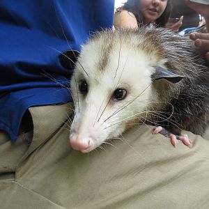Virginia opossum, March 2015