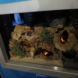 Mermaid's purse exhibit, March 2015